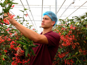 Bloemen die smaken naar appel? Een vegetarische oester?