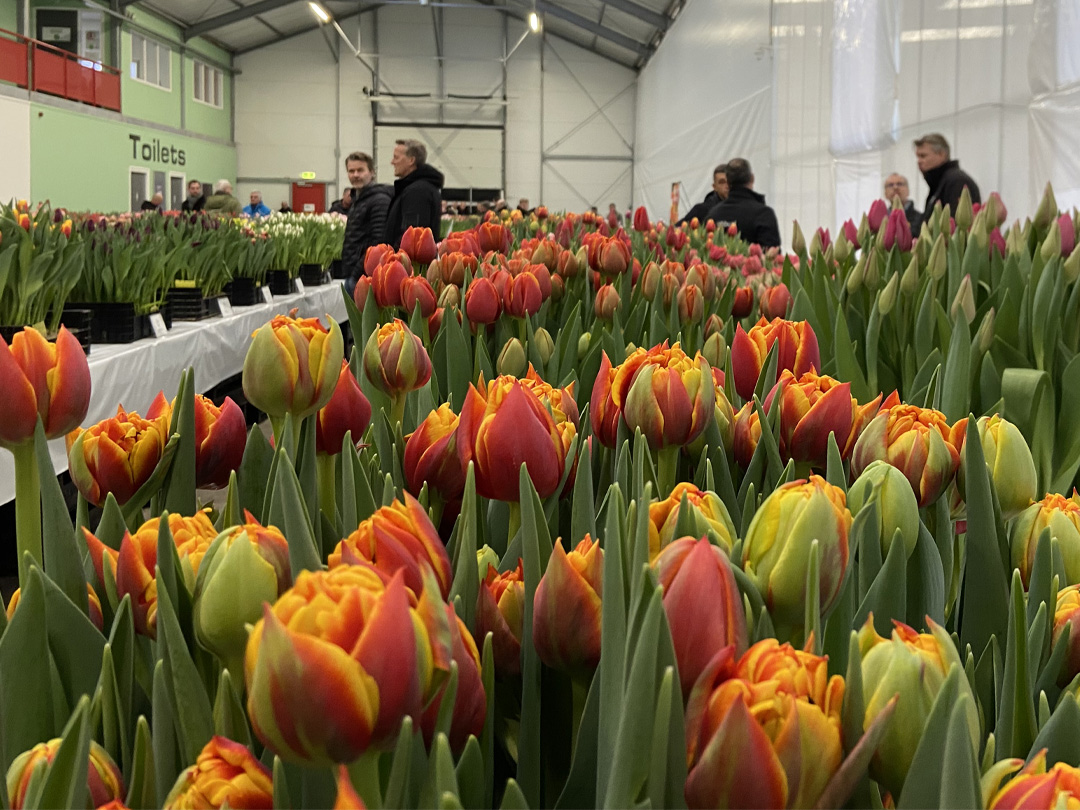 dag van de tulpen 2026