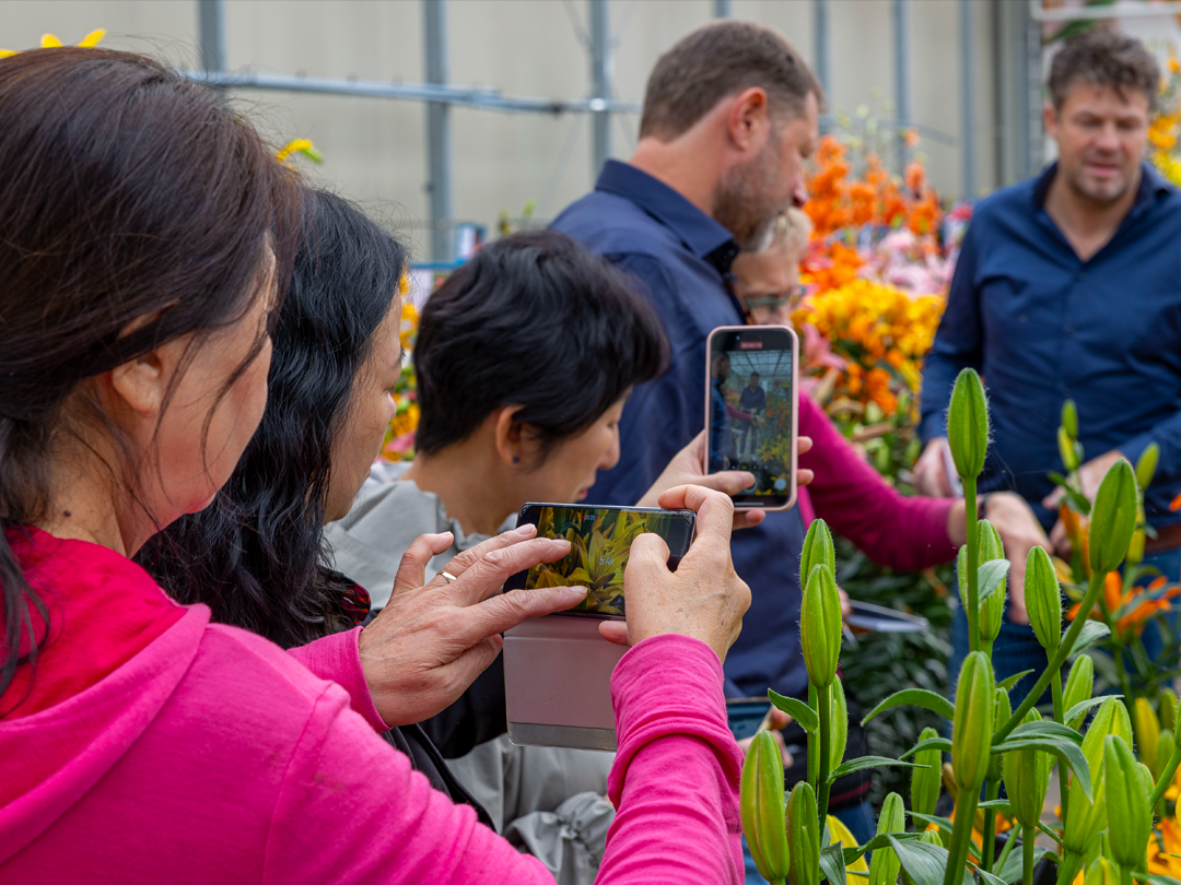 Dutch Lily Days tonen hoe de leliesector inspeelt op nieuwe uitdagingen