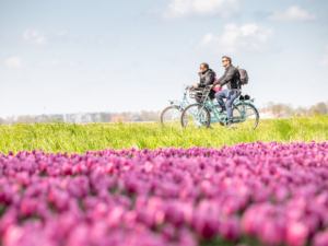 Tulpenfestival Noordoostpolder: dit zijn de 10 highlights