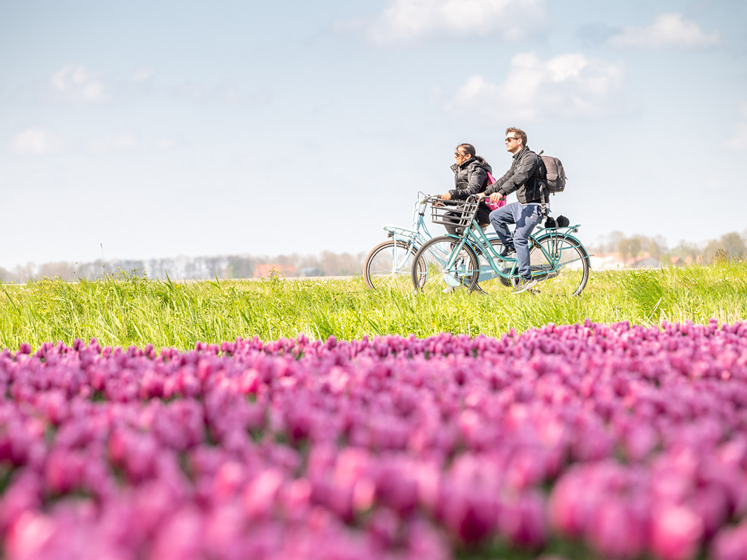 Tulpenfestival Noordoostpolder: dit zijn de 10 highlights